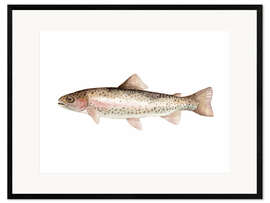 Framed art print Rainbow trout