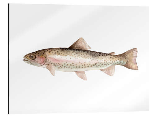 Gallery print Rainbow trout