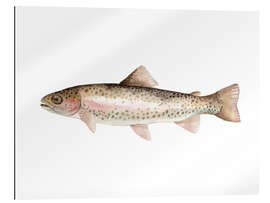 Gallery print Rainbow trout