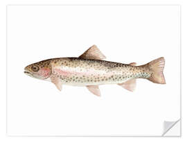 Naklejka na ścianę Rainbow trout