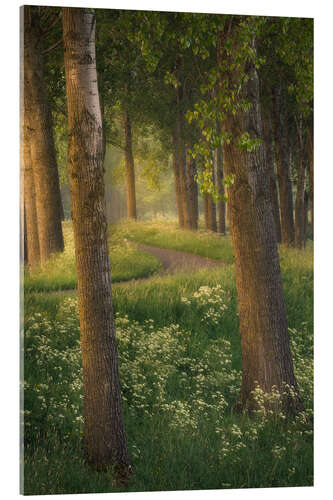 Acrylic print Beautiful light in a forest near Breda in the Netherlands