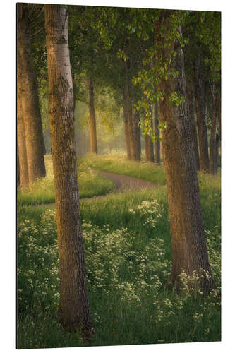 Tableau en aluminium Belle lumière dans une forêt près de Breda aux Pays-Bas