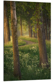 Aluminiumtavla Beautiful light in a forest near Breda in the Netherlands