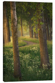 Canvas-taulu Beautiful light in a forest near Breda in the Netherlands