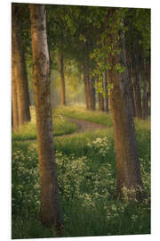 Foam board print Beautiful light in a forest near Breda in the Netherlands