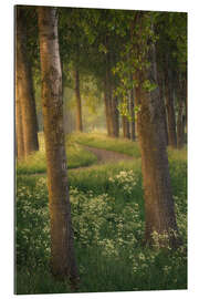 Tableau en plexi-alu Belle lumière dans une forêt près de Breda aux Pays-Bas