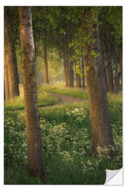 Wall sticker Beautiful light in a forest near Breda in the Netherlands