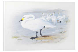 Tableau en aluminium Cygne de Bewick