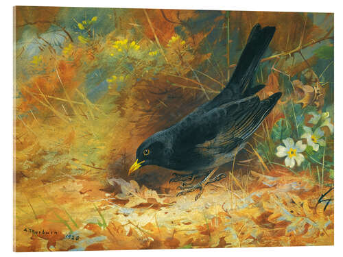 Acrylglasbild Amsel