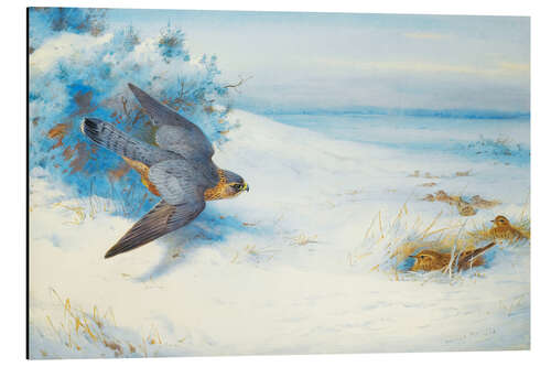 Obraz na aluminium Peregrine falcon