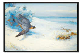 Gerahmter Kunstdruck Wanderfalke