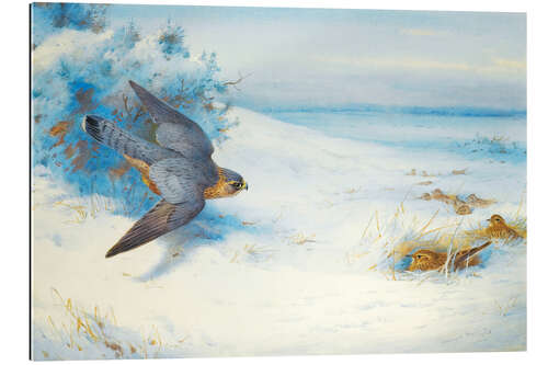 Galleriprint Peregrine falcon