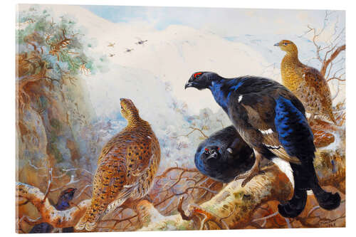 Akrylbilde Black grouse