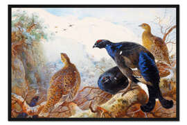 Gerahmter Kunstdruck Birkhuhn