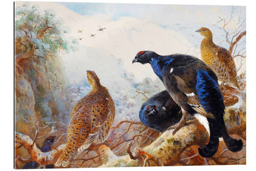 Galleriprint Black grouse