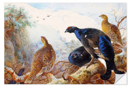 Selvklebende plakat Black grouse