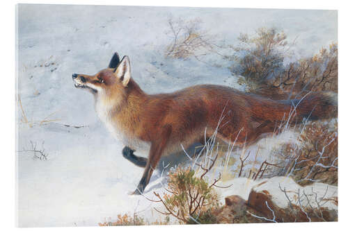 Acrylic print Fox