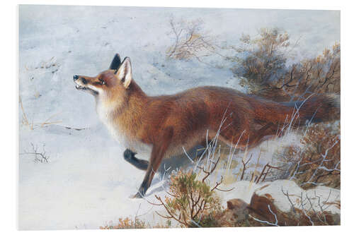 Foam board print Fox