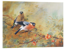 Acrylglas print Bullfinch and Japanese lavender heather