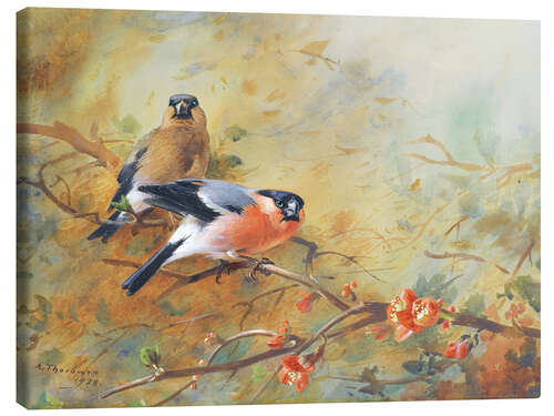 Lærredsbillede Bullfinch and Japanese lavender heather