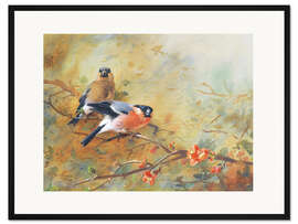 Gerahmter Kunstdruck Gimpel und japanische Lavendelheide