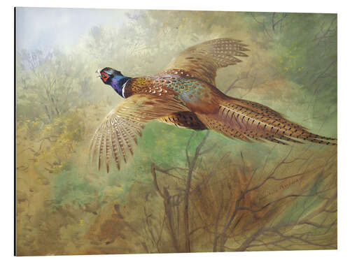 Aluminium print Pheasant in flight