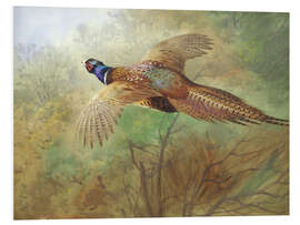 Foam board print Pheasant in flight