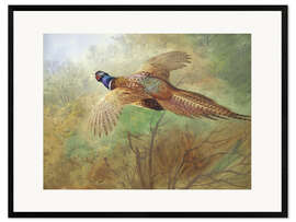 Framed art print Pheasant in flight