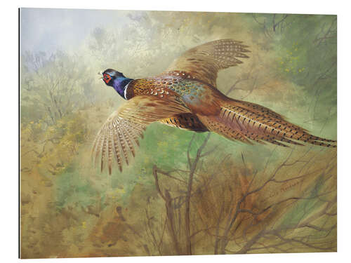 Gallery print Pheasant in flight