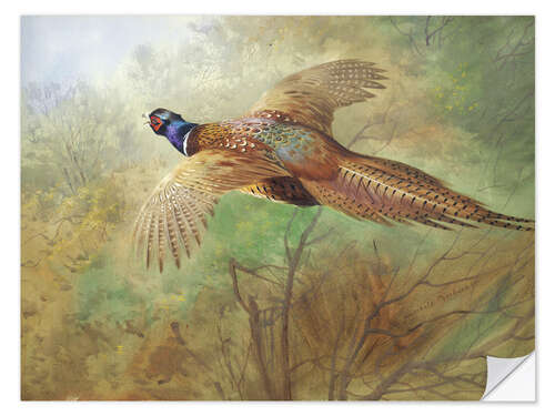 Selvklebende plakat Pheasant in flight