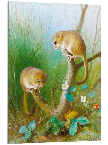 Aluminium print Dormouse