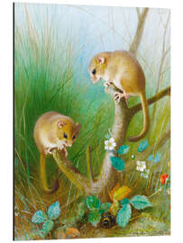 Aluminium print Dormouse