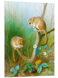 Foam board print Dormouse