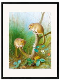 Kehystetty taidepainatus Dormouse