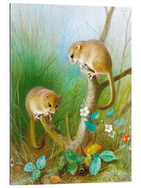 Galleriataulu Dormouse