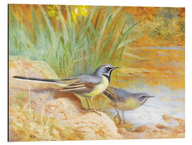 Magnettafel Louisianawürger