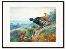 Gerahmter Kunstdruck Auerhahn