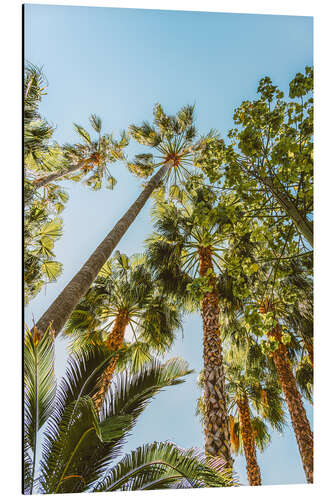 Aluminiumtavla Palm Trees In Miami