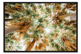 Gerahmter Kunstdruck Palmen in Cannes der französischen Riviera