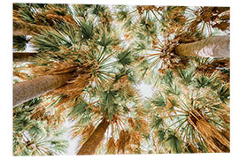 Foam board print Palm Trees In Cannes Of French Riviera