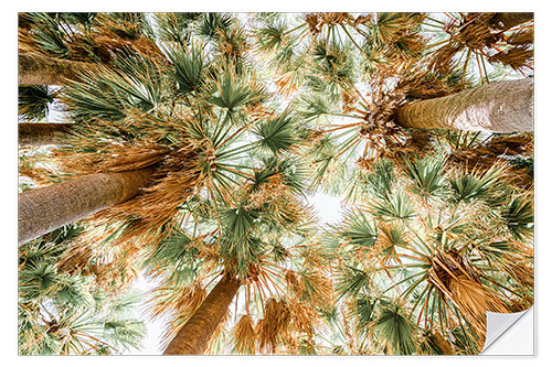 Selvklebende plakat Palm Trees In Cannes Of French Riviera