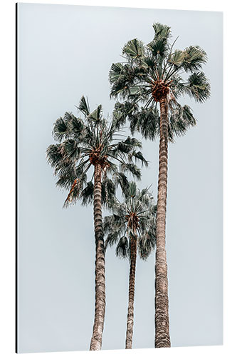 Alumiinitaulu Palm Trees In Florida