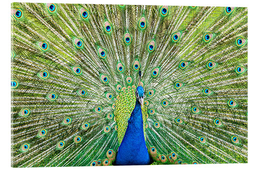 Acrylic print Colorful peacock