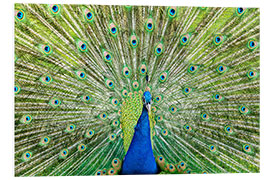 Foam board print Colorful peacock