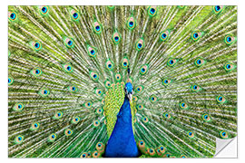 Sisustustarra Colorful peacock