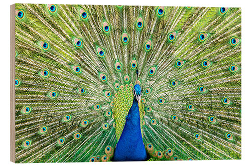 Cuadro de madera Pavo real colorido