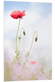 Hartschaumbild Frische Mohnblumen