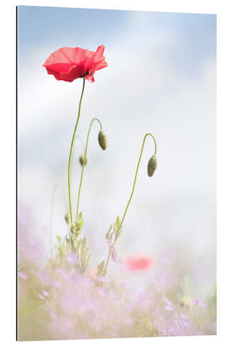 Gallery Print Frische Mohnblumen