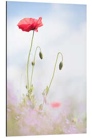Magnettafel Frische Mohnblumen