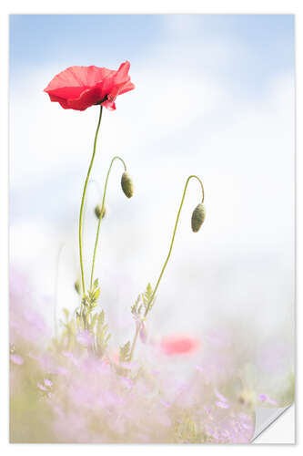 Selvklebende plakat Fresh Poppies